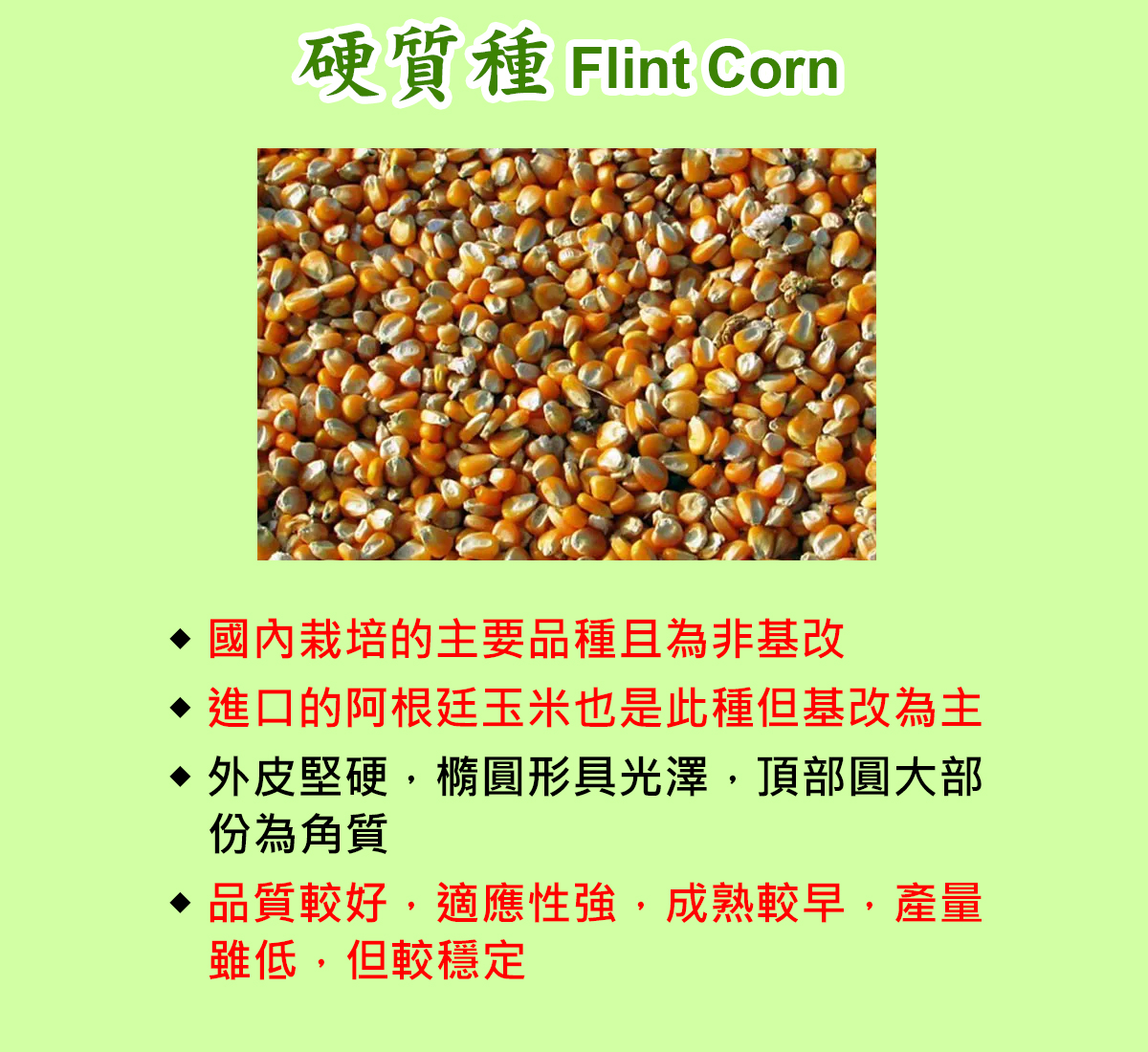 硬質種玉米